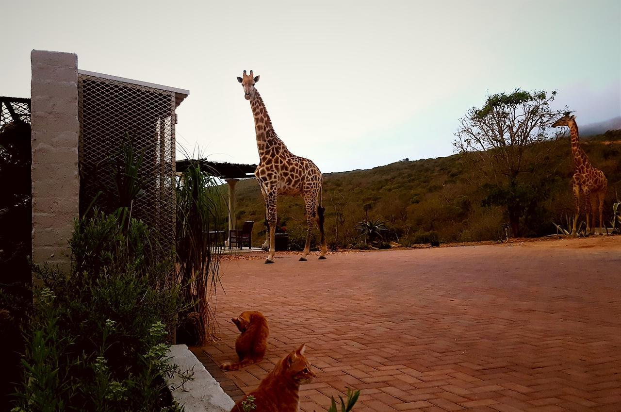 Graceland Eco Retreat Magoebaskloof Kültér fotó